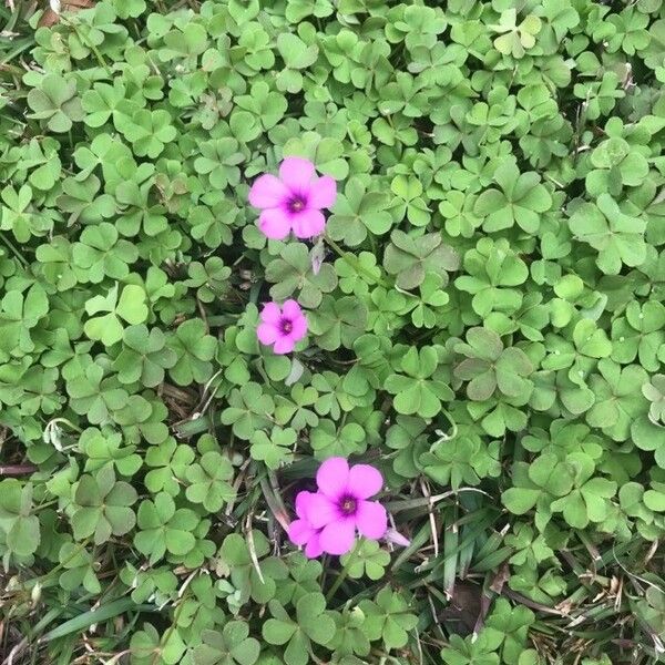 Oxalis articulata Flower