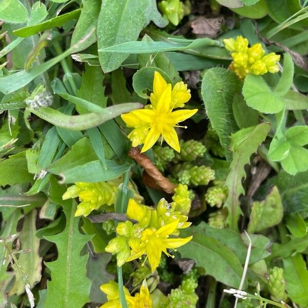 Sedum acre Flower