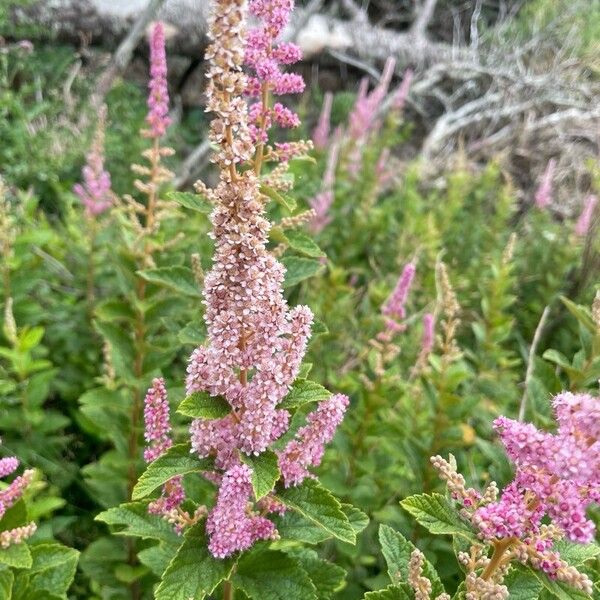 Spiraea tomentosa Kvet