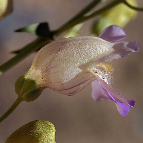 Penstemon fruticiformis ফুল