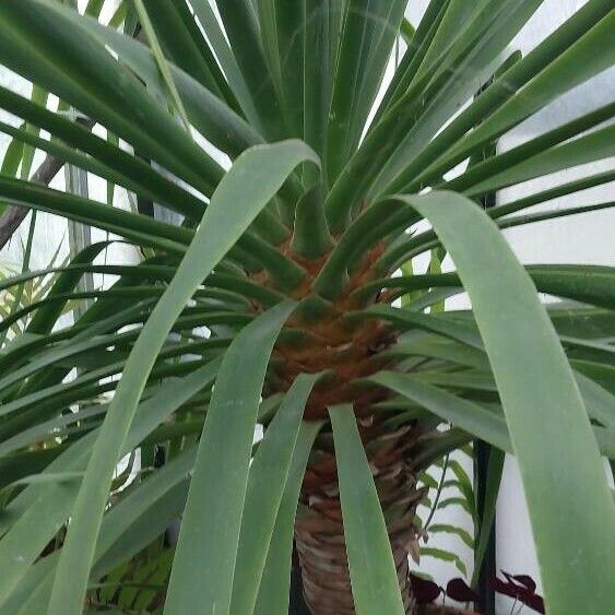 Dracaena draco Ліст