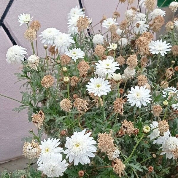 Argyranthemum frutescens Flor