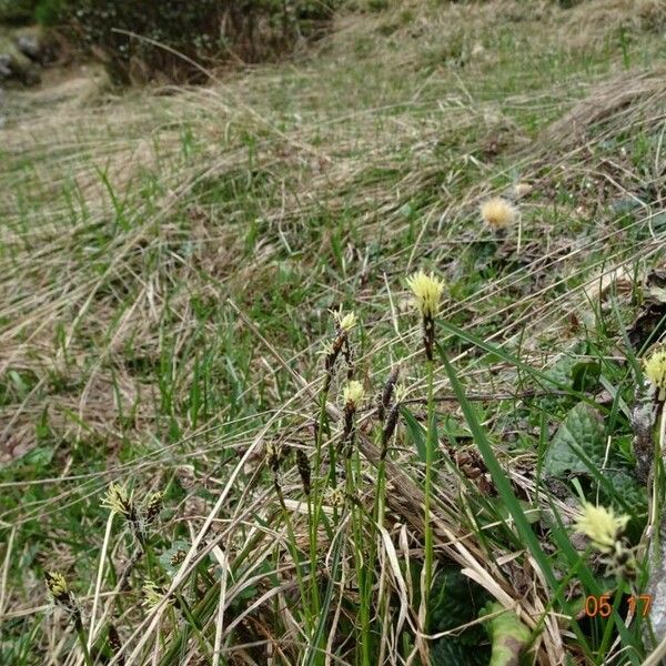 Carex montana ফুল
