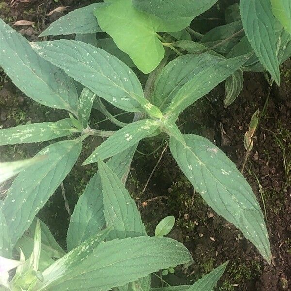 Monarda punctata Leaf