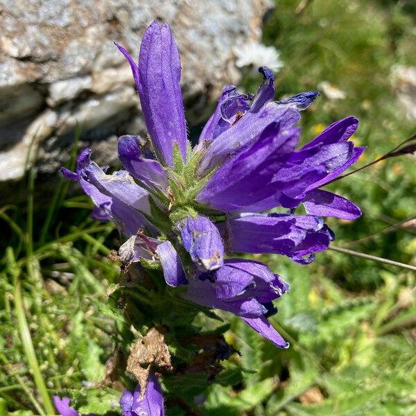 Campanula spicata Fleur