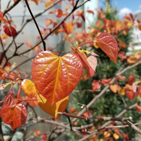 Cercis canadensis Levél