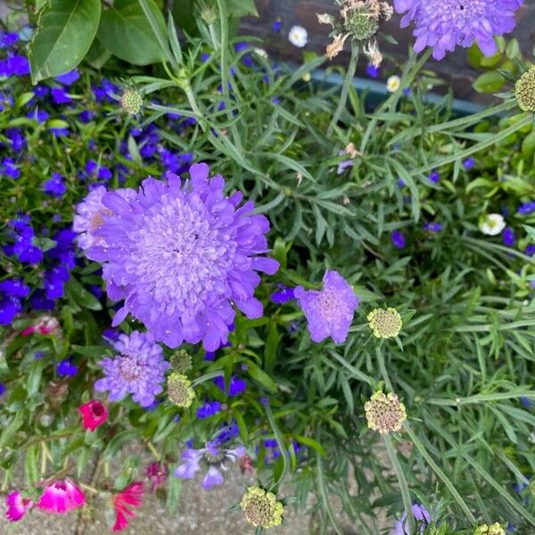 Scabiosa lucida 花