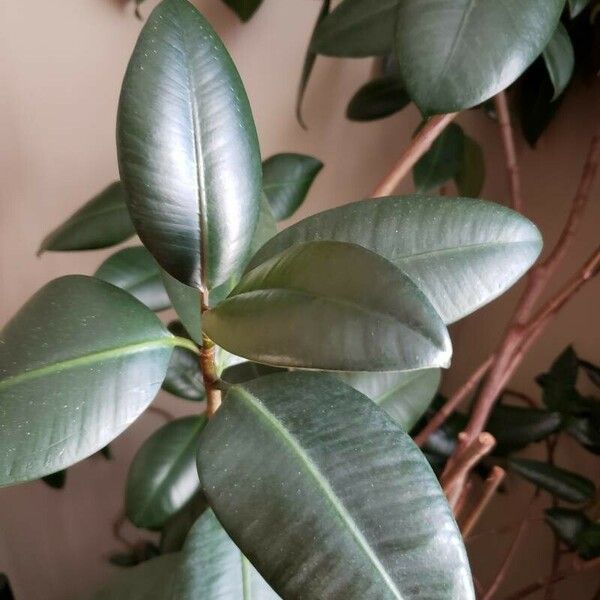 Ficus elastica Leaf