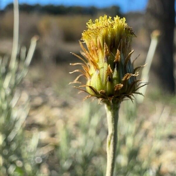 Phagnalon saxatile Flower