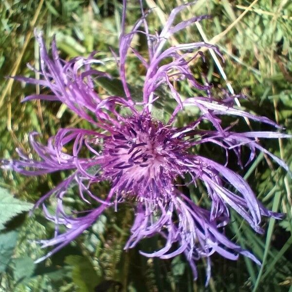 Centaurea nervosa Kwiat