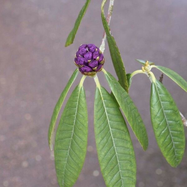 Rhododendron niveum Fruit