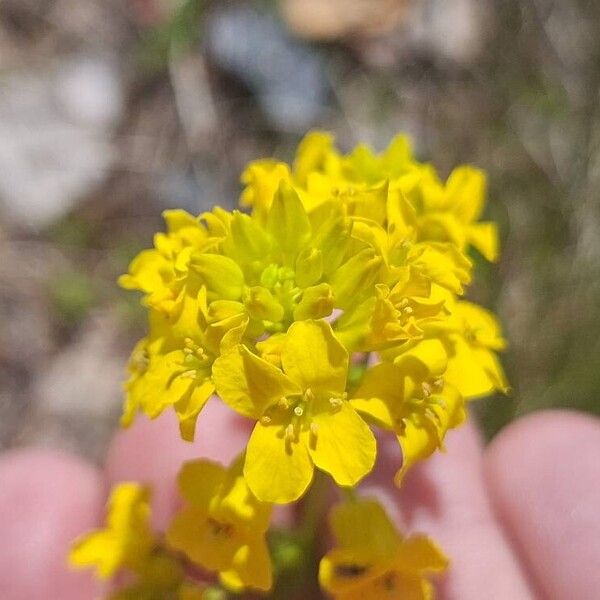 Barbarea orthoceras Flower