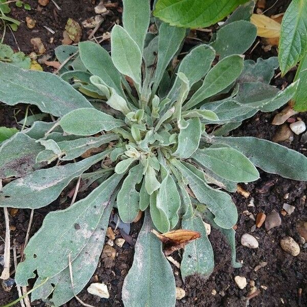 Silene banksia पत्ता