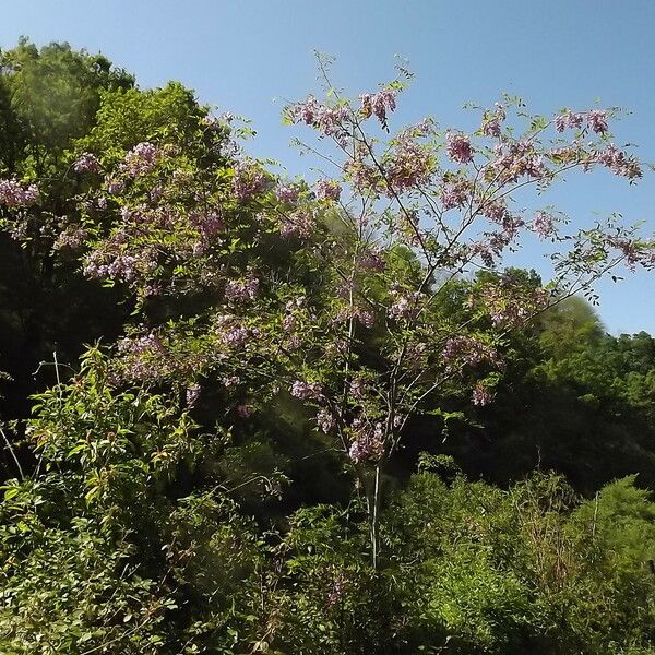 Robinia neomexicana Іншае