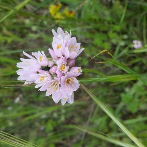 Allium roseum Цвят