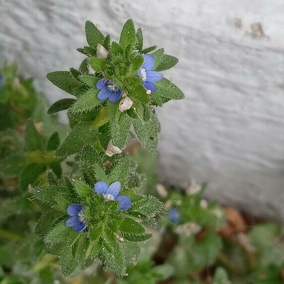 Veronica arvensis Flower