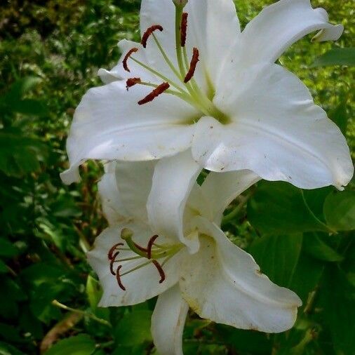 Lilium candidum Kukka