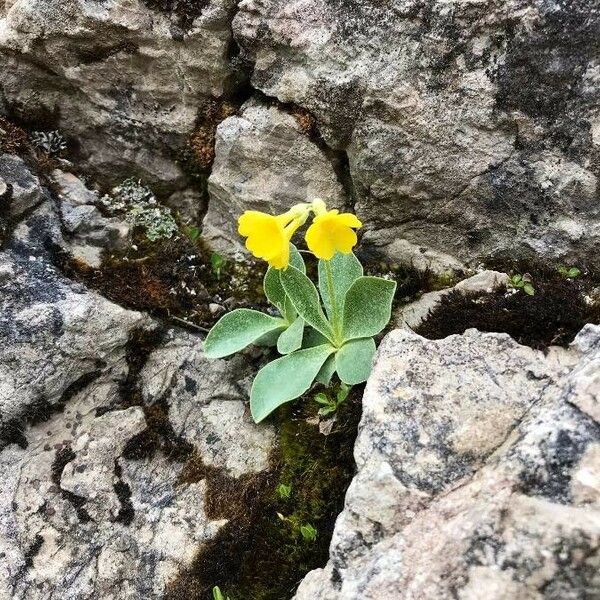 Primula auricula Fleur