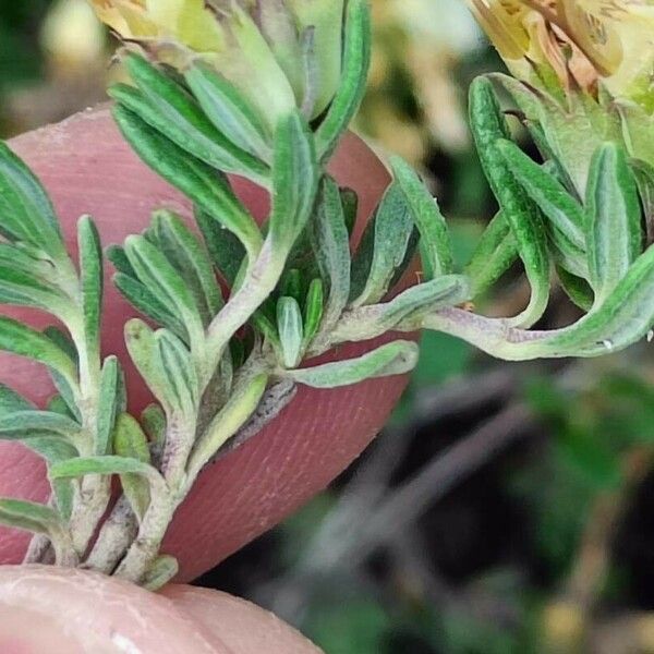 Teucrium montanum Leaf