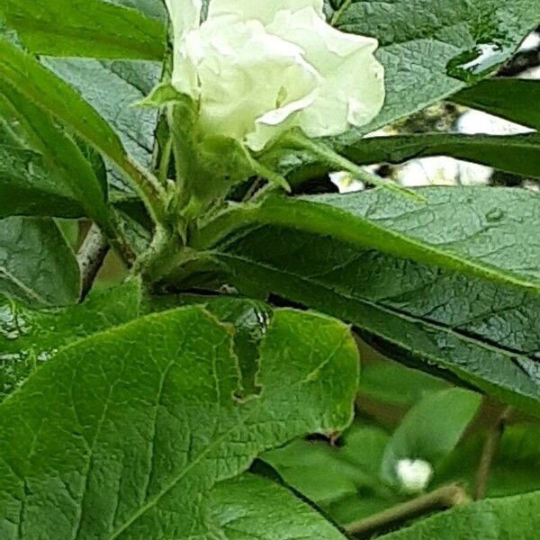 Mespilus germanica Flors