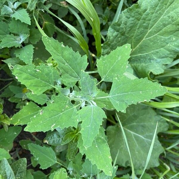 Chenopodium ficifolium List