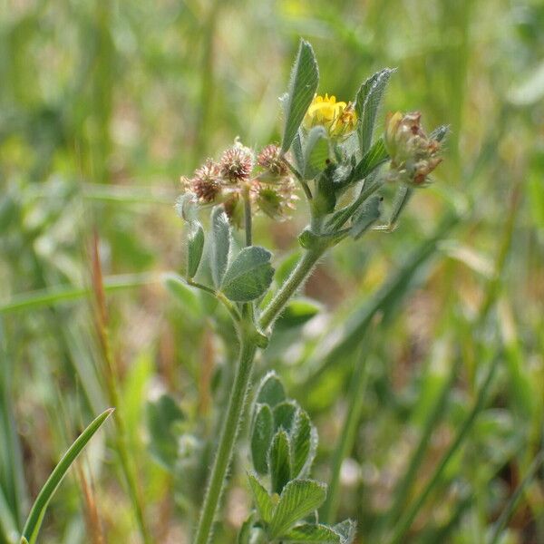 Medicago minima Other