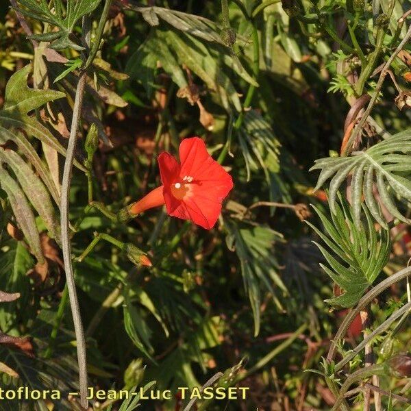 Ipomoea coccinea Інше