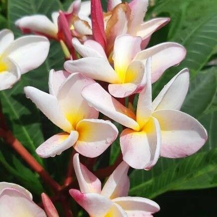 Plumeria rubra Λουλούδι