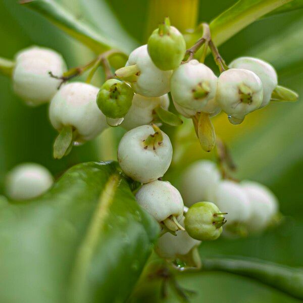 Scaevola taccada Fruit