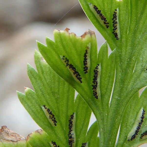 Asplenium onopteris List