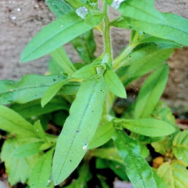 Myosotis stricta Leaf