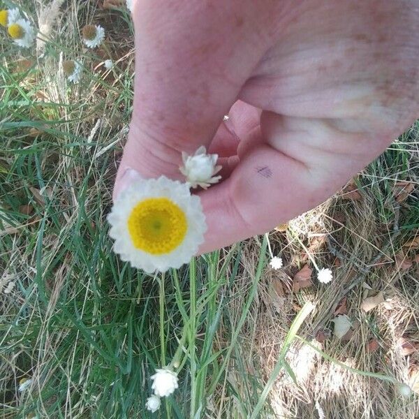 Ammobium alatum Flower