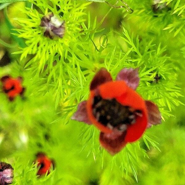 Adonis annua Blomma