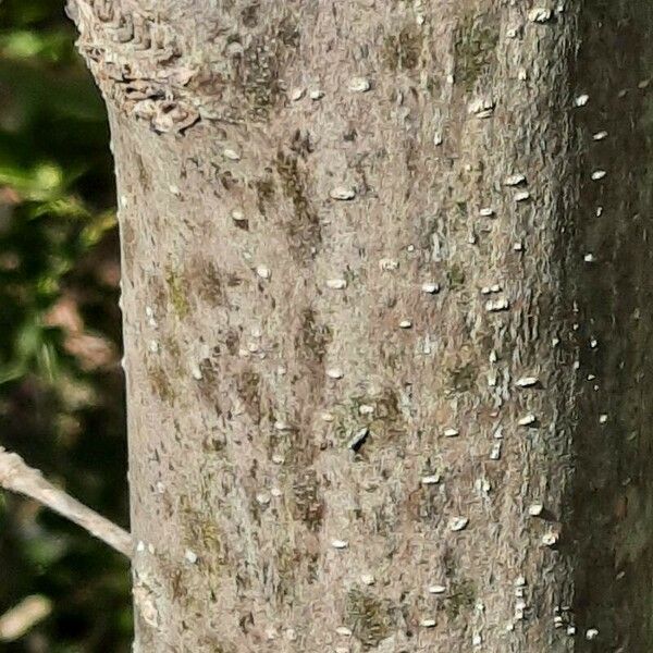 Fraxinus angustifolia Corteza