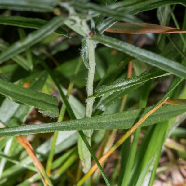 Gnaphalium sylvaticum Leaf