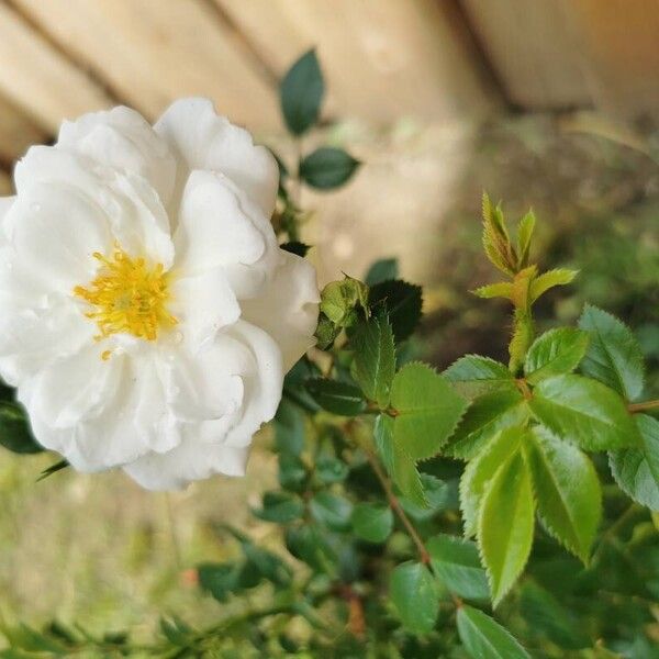 Rosa arvensis Blad