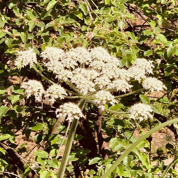 Heracleum maximum Blüte