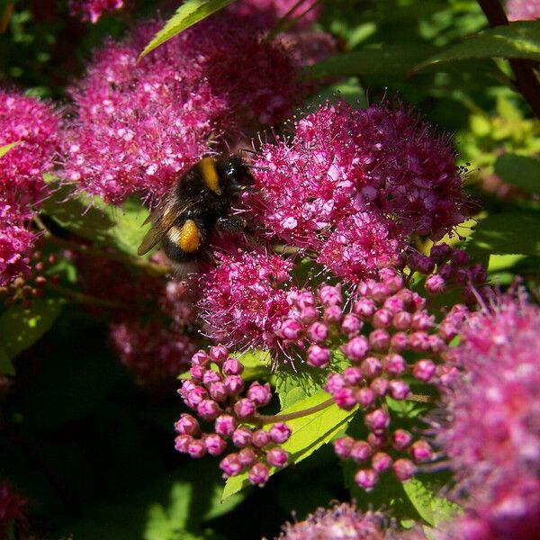 Spiraea japonica Blüte