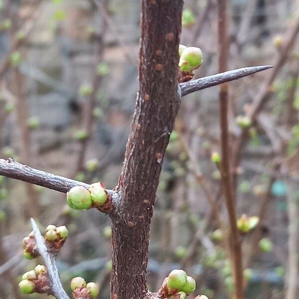 Chaenomeles speciosa Casca