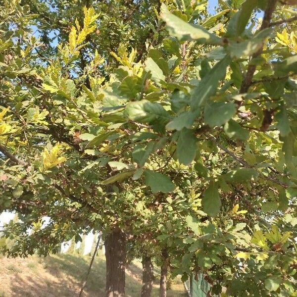 Quercus lusitanica Blatt