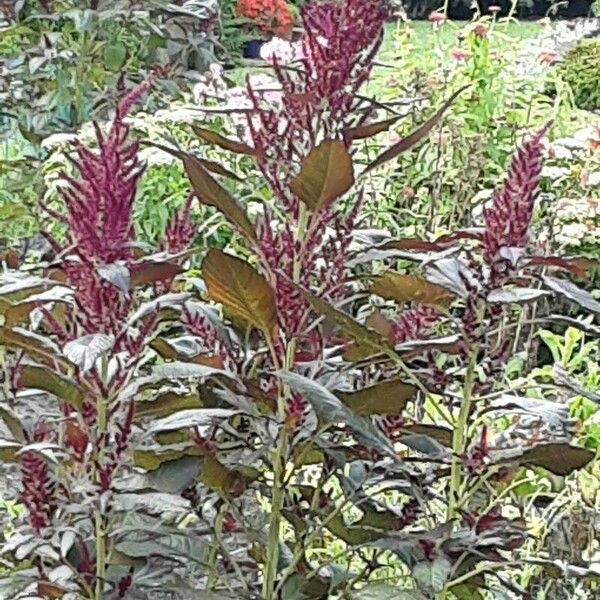 Amaranthus cruentus Kvet