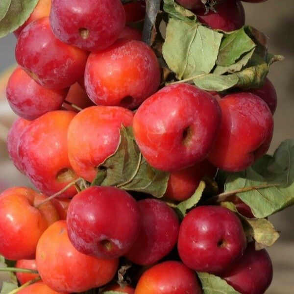 Malus sylvestris Fruit