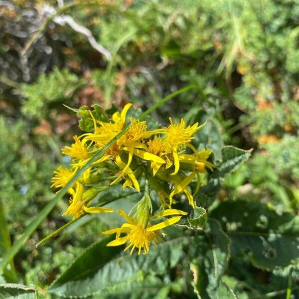 Senecio hercynicus Цвят