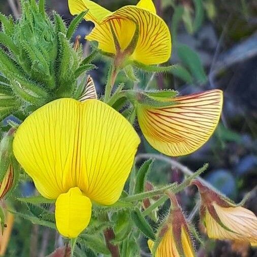 Ononis natrix Flower