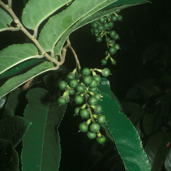 Banara guianensis Fruit