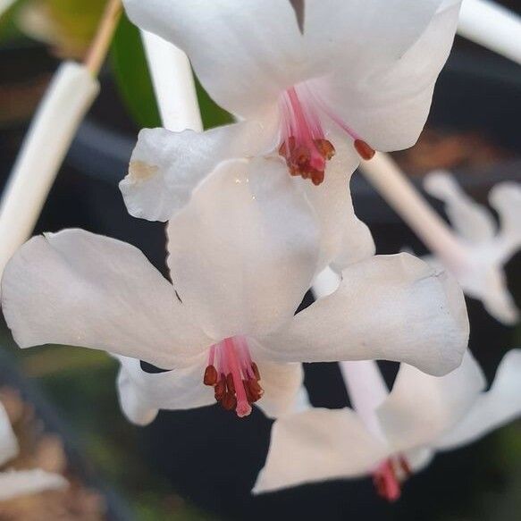 Rhododendron jasminiflorum 花