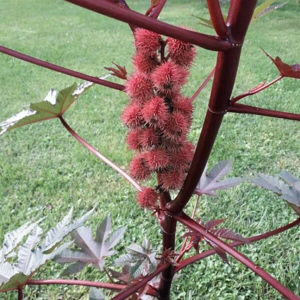 Ricinus communis Froito