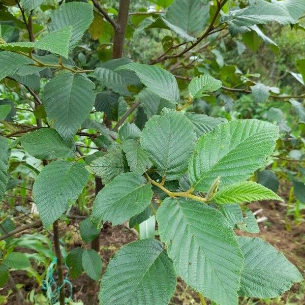 Alnus acuminata Folha