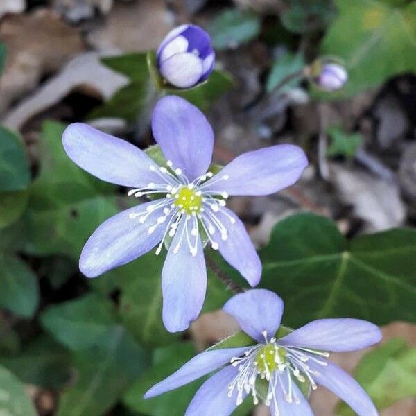 Hepatica nobilis Blomma