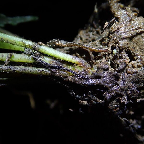 Asplenium macrophlebium Anders